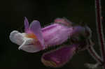 Eustis Lake beardtongue